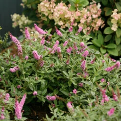 Lo & Behold® 'Pink Micro Chip' Butterfly Bush 9 Lo & Behold® 'Pink Micro Chip' Butterfly Bush -Garden Plants Store Buddleia Lo Behold Pink Micro Chip 3 P