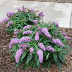 Pugster Amethyst® Butterfly Bush 11 Pugster Amethyst® Butterfly Bush -Garden Plants Store Buddleia Pugster Amethyst 1 P