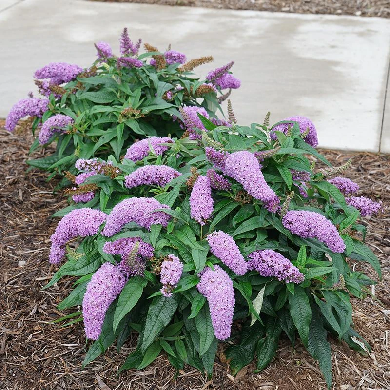 Pugster Amethyst® Butterfly Bush 6 Pugster Amethyst® Butterfly Bush - Image 4