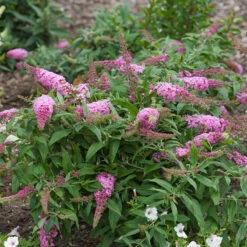 Pugster Pinker™ Butterfly Bush -Garden Plants Store Buddleia Pugster Pink 1 P