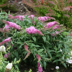 Pugster Pinker™ Butterfly Bush -Garden Plants Store Buddleia Pugster Pink 3 P