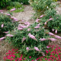 Pugster Pinker™ Butterfly Bush -Garden Plants Store Buddleia Pugster Pink 5 P