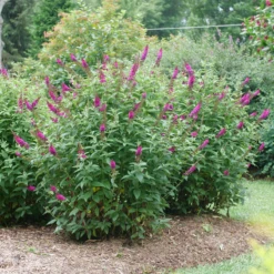 'Miss Molly' Butterfly Bush 10 'Miss Molly' Butterfly Bush -Garden Plants Store BuddleiaMissMollyP1082695 800x800 505684e