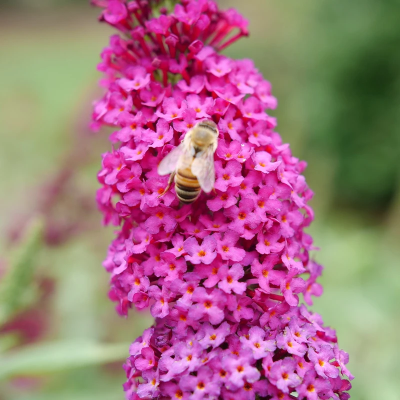 'Miss Molly' Butterfly Bush 4 'Miss Molly' Butterfly Bush - Image 2