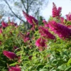 'Miss Molly' Butterfly Bush 2 'Miss Molly' Butterfly Bush -Garden Plants Store BuddleiaMissMollyP1094402 1000x1000 de019f3