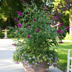 'Miss Ruby' Butterfly Bush -Garden Plants Store BuddleiaMissRubyIMG 6395 800x800 4413271