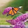 'Miss Ruby' Butterfly Bush -Garden Plants Store BuddleiaMissRubyIMG 7554 800x800 bcf9e99