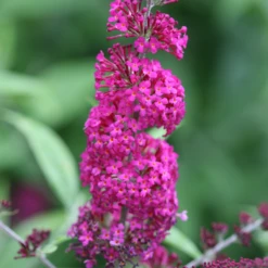 'Miss Ruby' Butterfly Bush -Garden Plants Store BuddleiaMissRubyIMG 7949 800x800 7754d1c