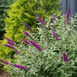 'Miss Violet' Butterfly Bush -Garden Plants Store BuddleiaMissVioletIMG 0628 800x800 f2df8b8