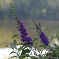 'Miss Violet' Butterfly Bush -Garden Plants Store BuddleiaMissVioletP2540397 800x800 c121c21