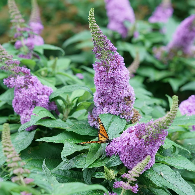 Pugster Amethyst® Butterfly Bush 4 Pugster Amethyst® Butterfly Bush - Image 2