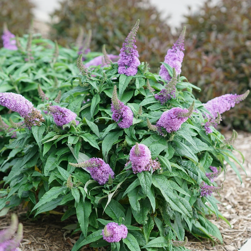 Pugster Amethyst® Butterfly Bush 7 Pugster Amethyst® Butterfly Bush - Image 5