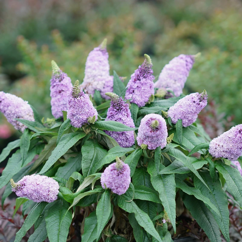 Pugster Amethyst® Butterfly Bush 3 Pugster Amethyst® Butterfly Bush