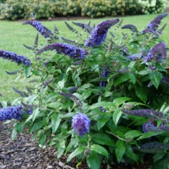 Pugster Blue® Butterfly Bush -Garden Plants Store BuddleiaPugsterBlueP1000453 800x800 e5bd860