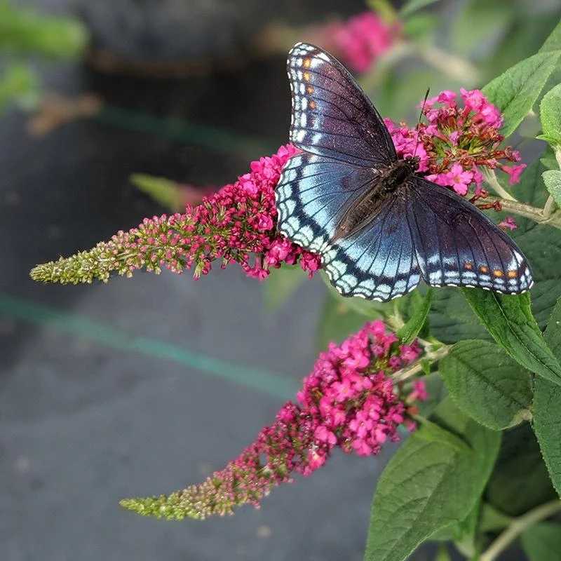 Lo & Behold Ruby Chip® Butterfly Bush 3 Lo & Behold Ruby Chip® Butterfly Bush