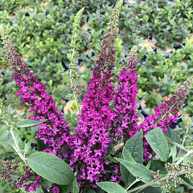 Lo & Behold Ruby Chip® Butterfly Bush 4 Lo & Behold Ruby Chip® Butterfly Bush - Image 2