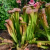 'Bug Bat' Pitcher Plant (Saracennia) -Garden Plants Store Bug Bat Pitcher Plant Saracennia