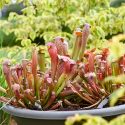 'Bug Bat' Pitcher Plant (Saracennia) -Garden Plants Store Bug Bat Pitcher Plant Saracennia 2