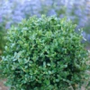 Neatball™ Boxwood -Garden Plants Store BuxusNeatballP1238995 800x800 f704393