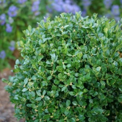 Neatball™ Boxwood 8 Neatball™ Boxwood -Garden Plants Store BuxusNeatballP1238996 800x800 f8268c9