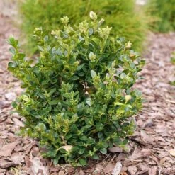 Neatball™ Boxwood 10 Neatball™ Boxwood -Garden Plants Store Buxus Neatball P1202484 800 800 60