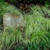 'Evergold' Sedge -Garden Plants Store CAREV1Q 1
