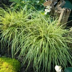 'Evergold' Sedge -Garden Plants Store CAREV1Q 4