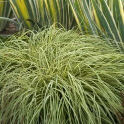 'Evergold' Sedge -Garden Plants Store CAREV1Q 5