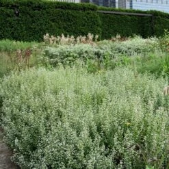 Calamint 10 Calamint -Garden Plants Store Calamintha nepeta lurie garden chicago