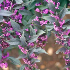 Pearl Glam® Beautyberry 9 Pearl Glam® Beautyberry -Garden Plants Store Callicarpa Pearl Glam 3 P