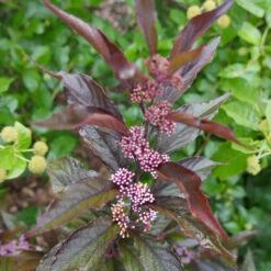 Pearl Glam® Beautyberry 10 Pearl Glam® Beautyberry -Garden Plants Store Callicarpa Pearl Glam 4 P