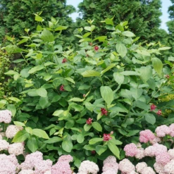 'Aphrodite' Sweetshrub -Garden Plants Store CalycanthusAphroditeDSC00826 800x800 8413a2a
