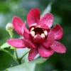 'Aphrodite' Sweetshrub -Garden Plants Store CalycanthusAphroditeIMG 6952 800x800 601ce42