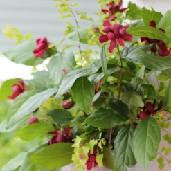 'Aphrodite' Sweetshrub -Garden Plants Store CalycanthusAphroditeIMG 7183 800x800 eae8727