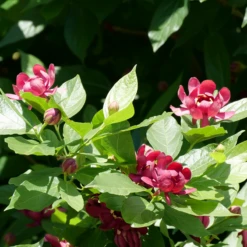 'Aphrodite' Sweetshrub -Garden Plants Store CalycanthusAphroditeP1071175 800x800 f746dfd