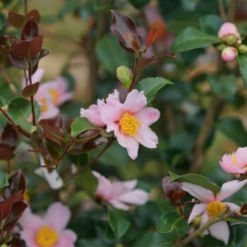 Just Chill Red Tip™ Camellia -Garden Plants Store CamelliaJustChillRedTipDSC05601 1080x1080 29a208c