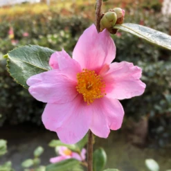 Just Chill Red Tip™ Camellia -Garden Plants Store CamelliaJustChillRedTipIMG 8293 1080x1080 02fad89