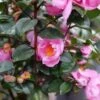 Just Chill™ Double Mauve Camellia 1 Just Chill™ Double Mauve Camellia -Garden Plants Store Camellia Just Chill Double Mauve P1201145 800 800 60