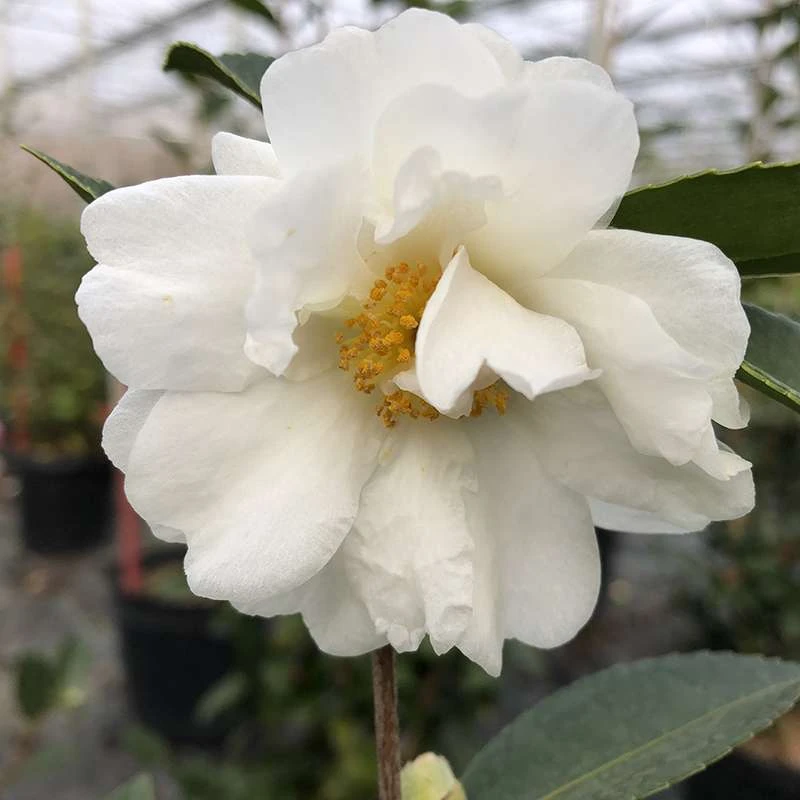 Just Chill™ Double White Camellia 3 Just Chill™ Double White Camellia
