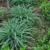 Bunny Blue® 'Hobb' Sedge 1 Bunny Blue® 'Hobb' Sedge -Garden Plants Store Carex Bunny Blue 01