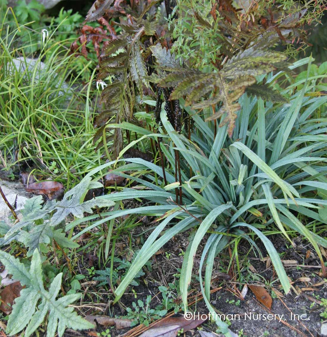 Bunny Blue® 'Hobb' Sedge 4 Bunny Blue® 'Hobb' Sedge - Image 2