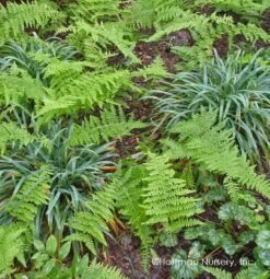Bunny Blue® 'Hobb' Sedge 7 Bunny Blue® 'Hobb' Sedge -Garden Plants Store Carex Bunny Blue 03