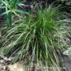 Eastern Star Sedge -Garden Plants Store Carex Radiata 04