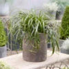 Ribbon Falls™ Sedge -Garden Plants Store Carex RibbonFalls 02 PPL