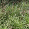 Palm Sedge -Garden Plants Store Carex muskingumensis 01