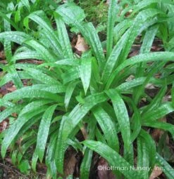 Plantain-Leaf Sedge 9 Plantain-Leaf Sedge -Garden Plants Store Carex plantaginea 04
