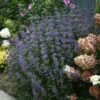 Beyond Midnight® Bluebeard -Garden Plants Store Caryopteris Beyond Midnight 1 P 7de8195d fa6b 4c9b 9e82 b5ea83a9edb8 sw