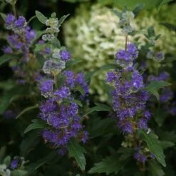 Beyond Midnight® Bluebeard -Garden Plants Store Caryopteris Beyond Midnight 3 P 31df8b38 198c 4262 97f4 d46a339bb904 sw