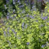Sunshine Blue® II Bluebeard 1 Sunshine Blue® II Bluebeard -Garden Plants Store Caryopteris Sunshine Blue II 1 P