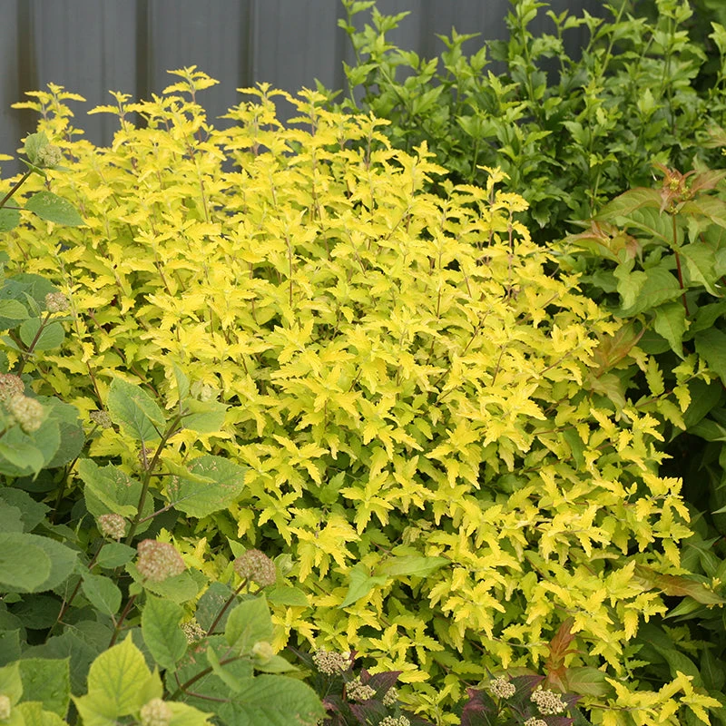 Sunshine Blue® II Bluebeard 4 Sunshine Blue® II Bluebeard - Image 2